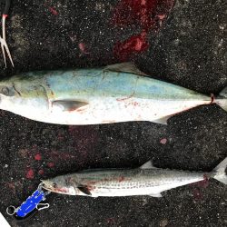 ついにきた！メジロ