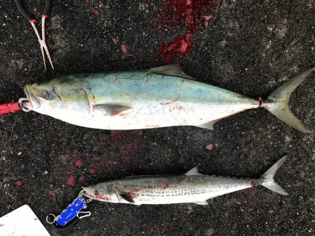 ついにきた！メジロ