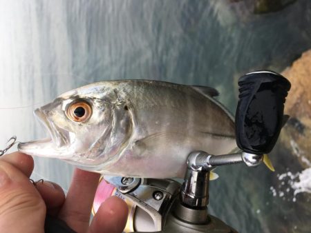 小さなボイル小さなフィッシュイーター