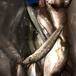 イワシが食べたくて