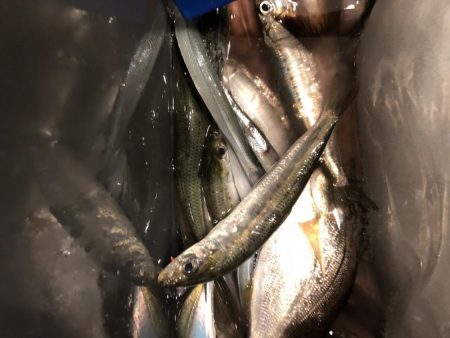 イワシが食べたくて