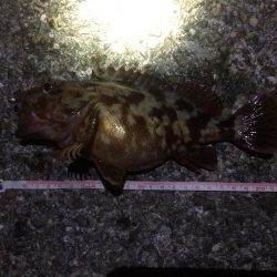 アジングのはずが、、、