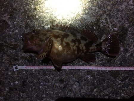 アジングのはずが、、、