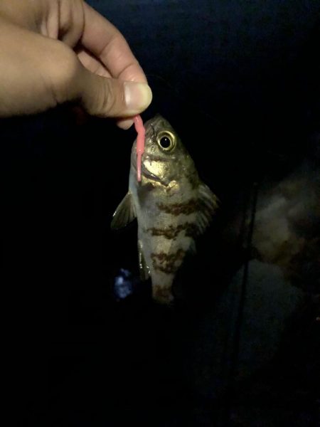 貝塚人工島メバリング