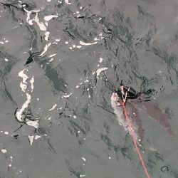 久しぶりのメジロ