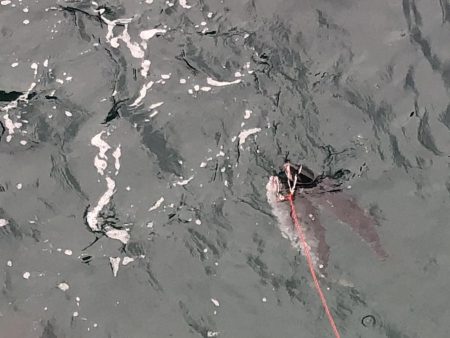 久しぶりのメジロ