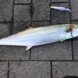 コスモでタチウオ、サゴシ