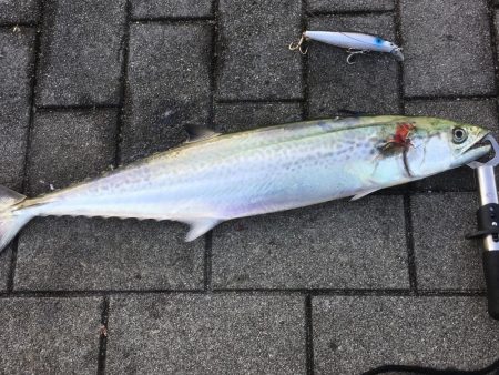 コスモでタチウオ、サゴシ