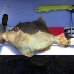 カワハギ投げ釣り