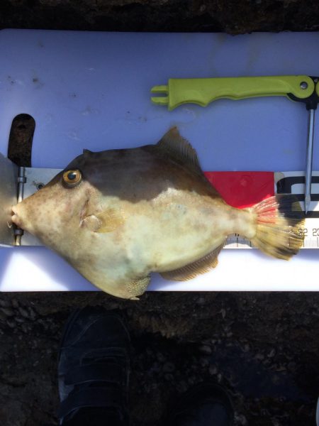 カワハギ投げ釣り