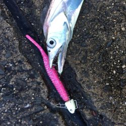 本日もフラップ縛り!!