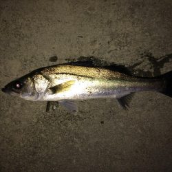 シーバスボイル