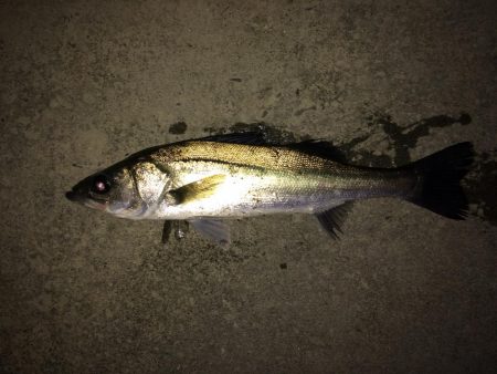 シーバスボイル