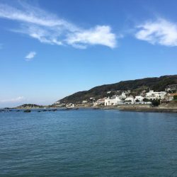 サビキでイワシ