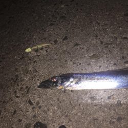 久々にタチウオgetだぜ！