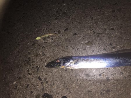 久々にタチウオgetだぜ！