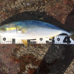 2時間のナブラ発生！