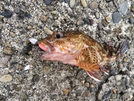 ロックフィッシュ