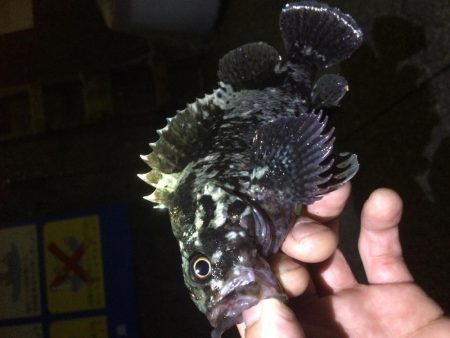 アジングのはずが、、、