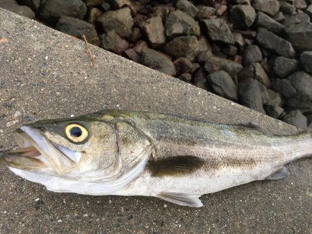 ツバス・シーバス