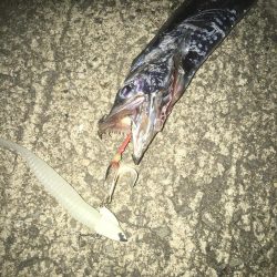 今日も太刀魚狩り