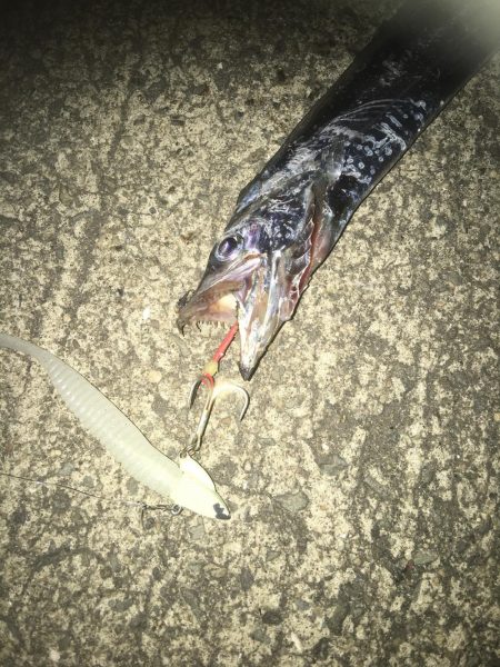 今日も太刀魚狩り