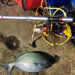 南紀 沖磯でフカセ釣り