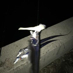 まだまだタチウオいけるかな？