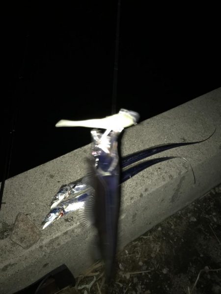 まだまだタチウオいけるかな？