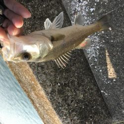 寺津でハゼ、セイゴ