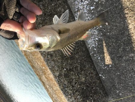 寺津でハゼ、セイゴ