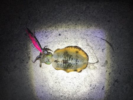 なんときんとかボーズ逃れ