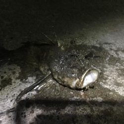 漁港からオニオコゼ