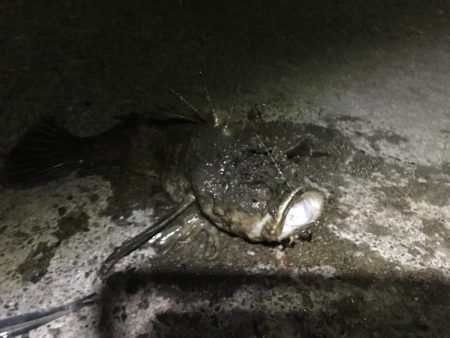 漁港からオニオコゼ