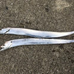 表層のみの釣果