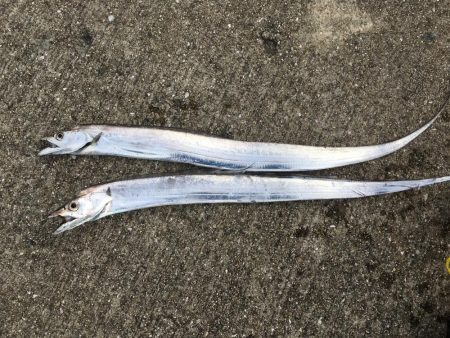 表層のみの釣果