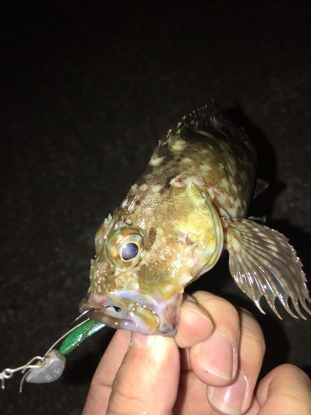 癒しを求めて…