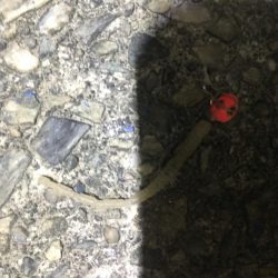 アジング、ガシリング