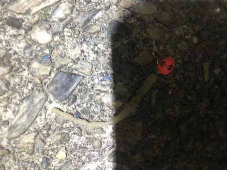 アジング、ガシリング