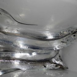 スレたタッチ―６本。。