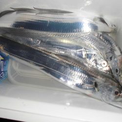 今日も近場の湾でタッチ―４本