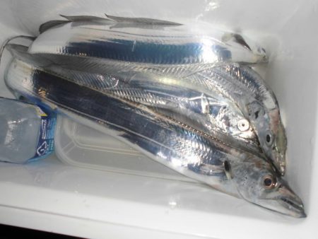 今日も近場の湾でタッチ―４本