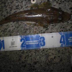 まさかのマゴチ