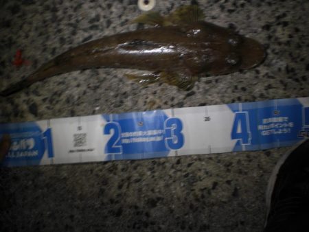 まさかのマゴチ