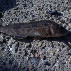 今日は夫婦で！