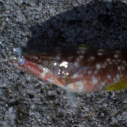 カレイ釣れた！