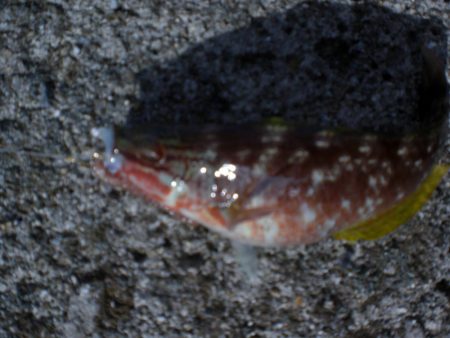 カレイ釣れた！