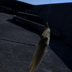 いつものチョイ投げ