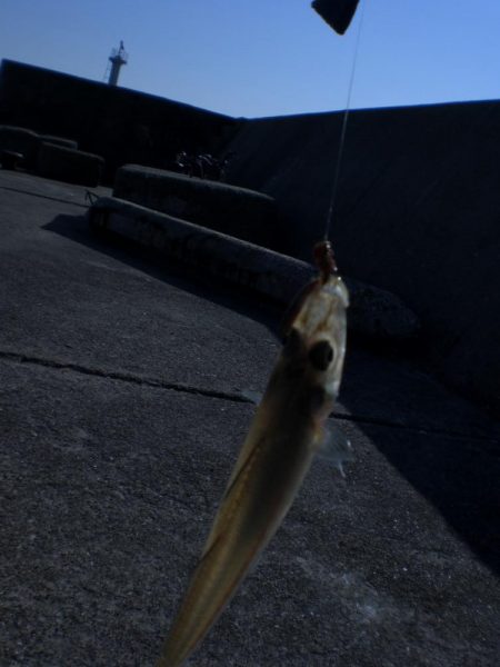 いつものチョイ投げ