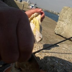 今日は、寒く渋い。